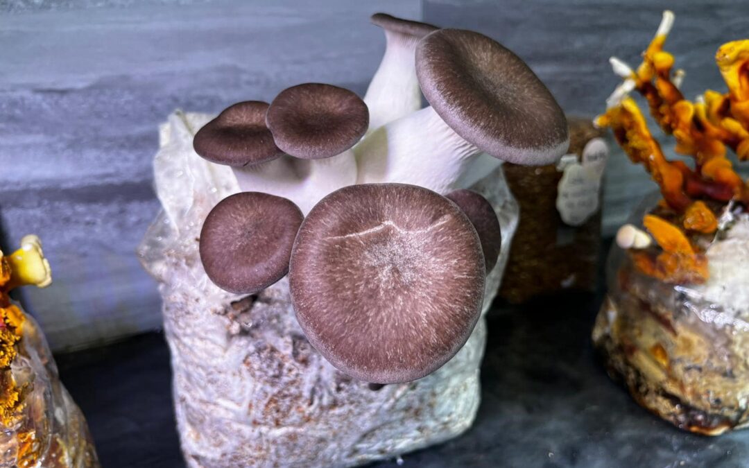 black pearl oyster mushrooms