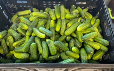 Pickling Cucumbers Available Now