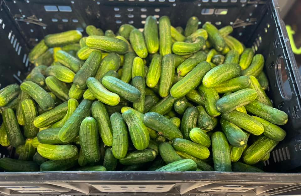 Pickling Cucumbers Available Now
