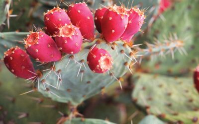 Exotic: Korean Melons, Cactus Fruit, Rose Apples Oh My!