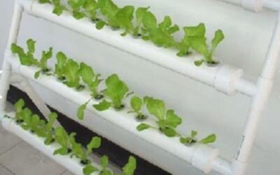 Thriving in the Winter: A Short Guide to Hydroponics